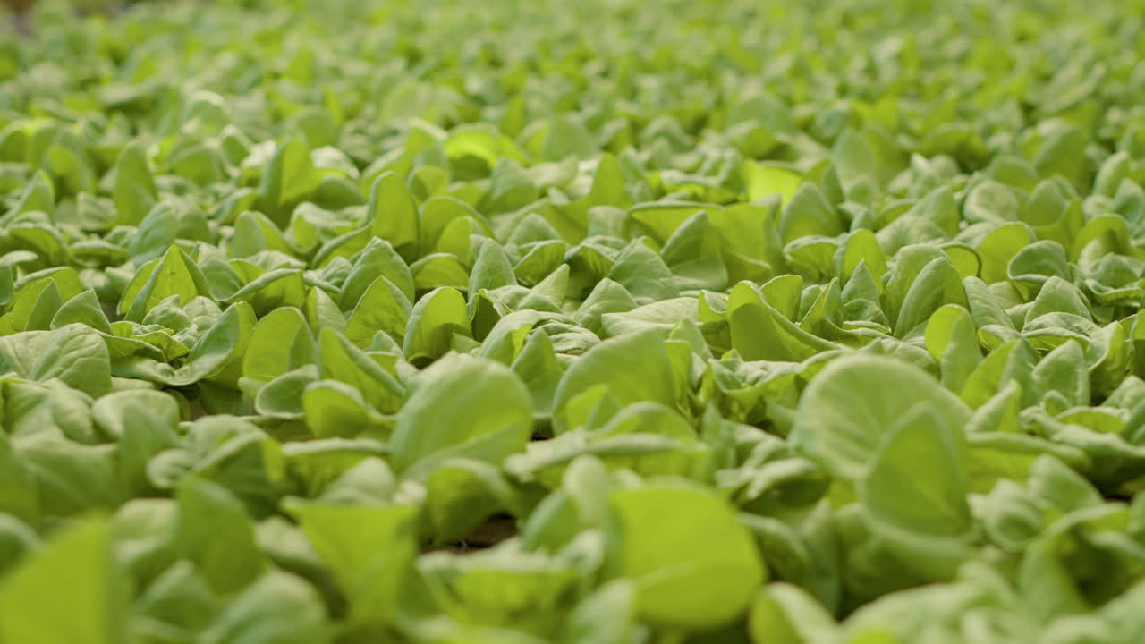 Rows of Green Lettuce Growing in a Hydroponic Farm