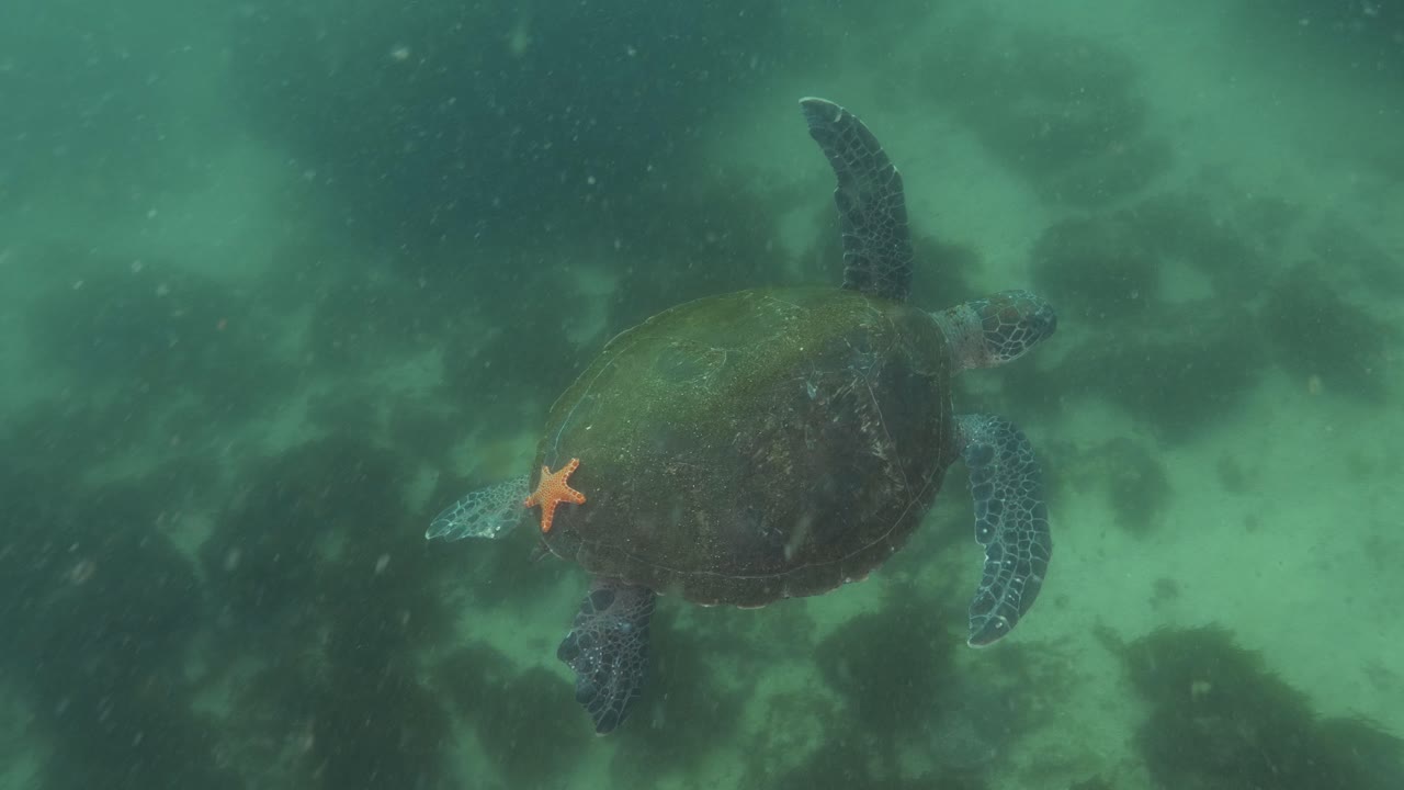 A Green Sea Turtle swims through the ocean with a orange Starfish attached to its shell