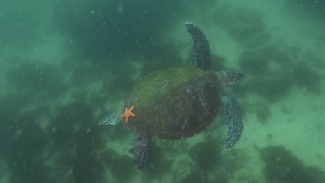 una tortuga marina verde nada en el océano con una estrella de mar naranja adherida a su caparazón