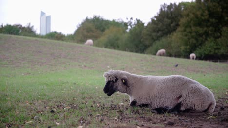 una oveja triste y solitaria de cabeza negra yace y rumia en el suelo del prado con un rascacielos visible en el fondo lejano