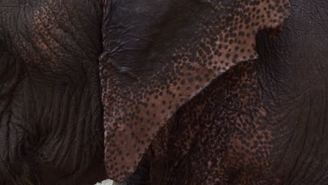 close up of an elephant’s head and raises himself in the river