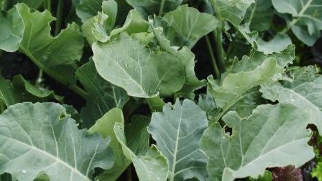 medium close up shot of broccoli plants growing in a raised bed