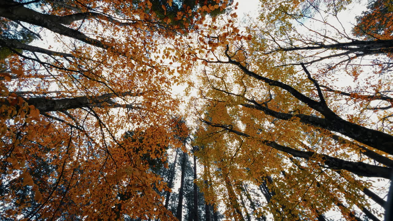 Dry Tree Trunks and treetops with Orange and Yellow Leaves in Autumn