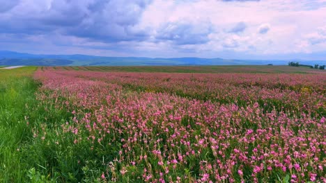 vibrant field of wildflowers beneath dramatic skies: a serene landscape captured in two frames showcasing nature's breathtaking beauty and color palette