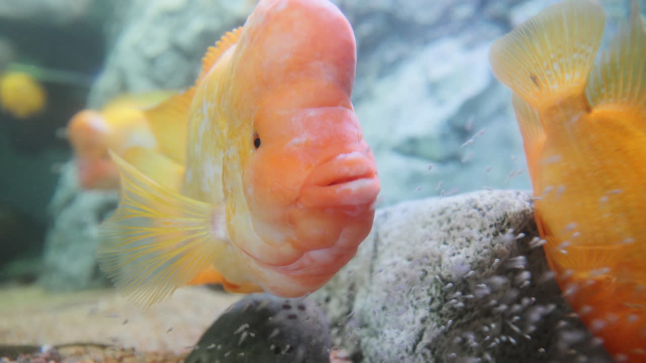 미다스 시클리드 물고기 클로즈업 촬영