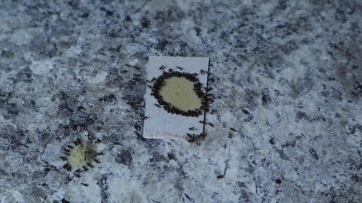 Ants eating poison on counter on white cardboard closeup top view