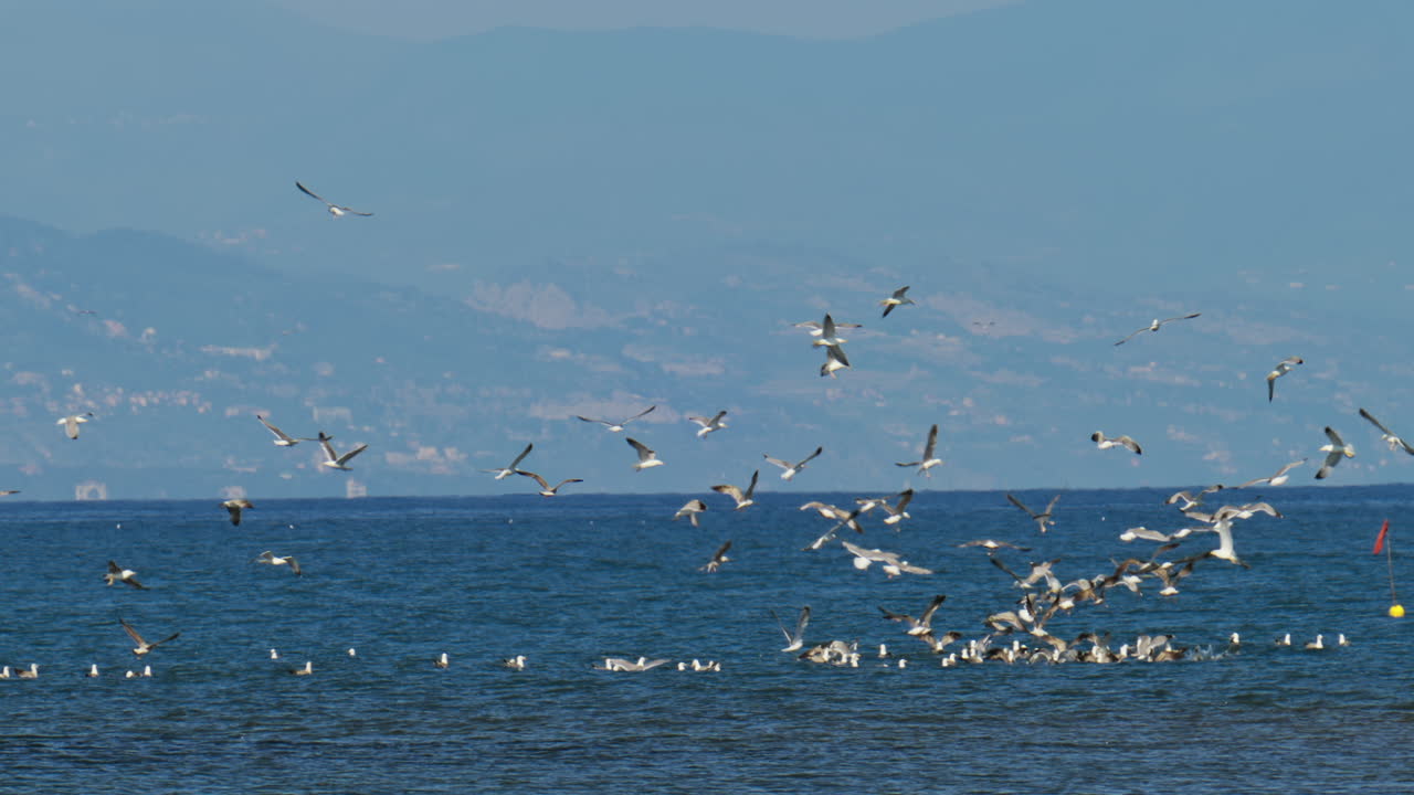 Multiple seagulls flying above the sea with mountains on the background