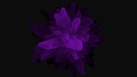 vibrant purple flower blossoms against dramatic dark background