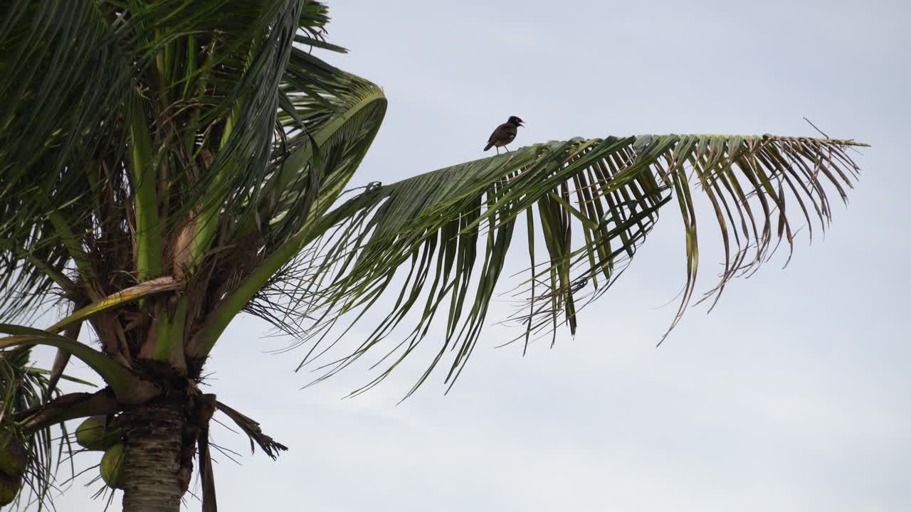A common Myna resting on coconut