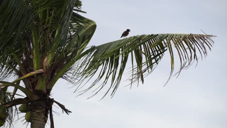 Eine-Gewöhnliche-Myna,-Die-Auf-Einer-Kokosnuss-Ruht