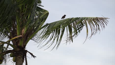 a common myna resting on coconut