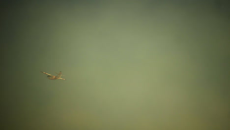 Firefighting-airplane-dropping-red-fire-retardant-over-bush-fire