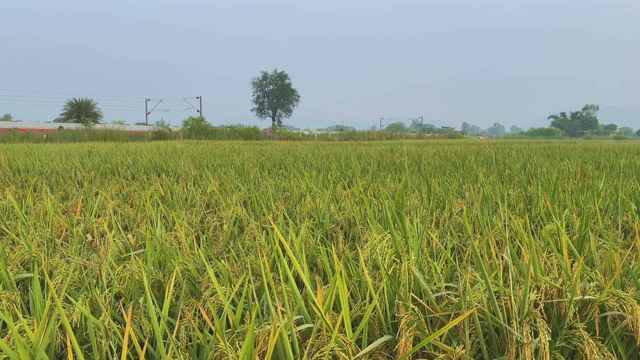 Static shot of a golden green rice field as a distant train glides across the background near trees and power lines under a soft hazy morning sky