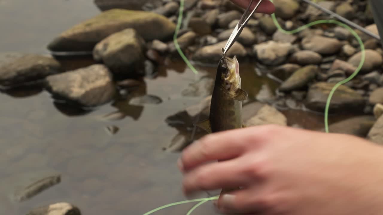 Hand-held shot of a fisherman removing the flies from a brown trout's mouth
