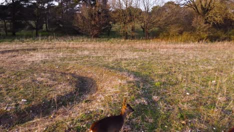 Aerial-shot-over-the-two-roe-deers-standing-on-the-meadow