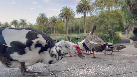 dabbling mallard ducks feeding near the lake in whanganui, new zealand