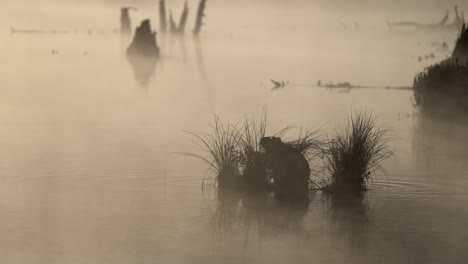 un castor cortando hierba en un lago a la luz de la mañana mientras la niebla se desplaza a lo largo del agua