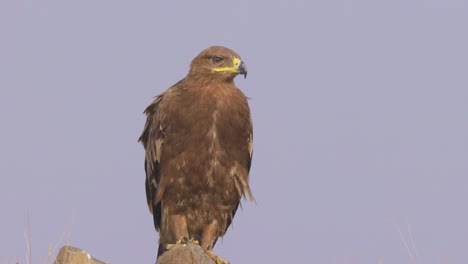 Endangered-Steppe-Eagle-Sitting-On-A-Rock-In-Middle-Of-Field