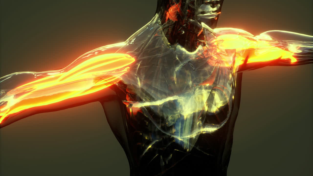 Detailed visualization of human body muscles showcasing anatomical structure