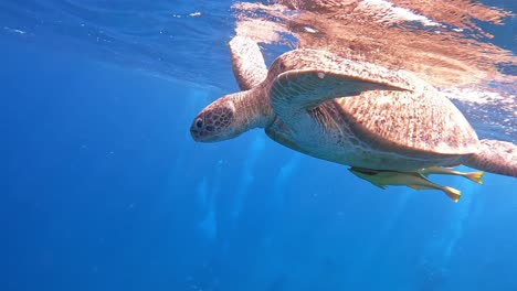 Shot of turtle hanging up at the sea surface taking breath and looking around while she have suck on her few fish.Shot was taken at Egypt Marsa Alam near Abu Dabbab beach