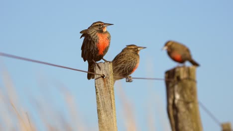 A-flock-of-Long-tailed-meadowlarks-with-late-afternoon-light-perching-on-a-fence