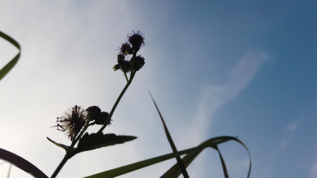 아래에서 총을 쏘고 전경에 잔디가 있는 맑고 푸른 하늘과 흰 구름