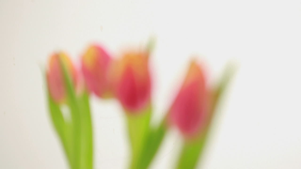 Focus on four tulips