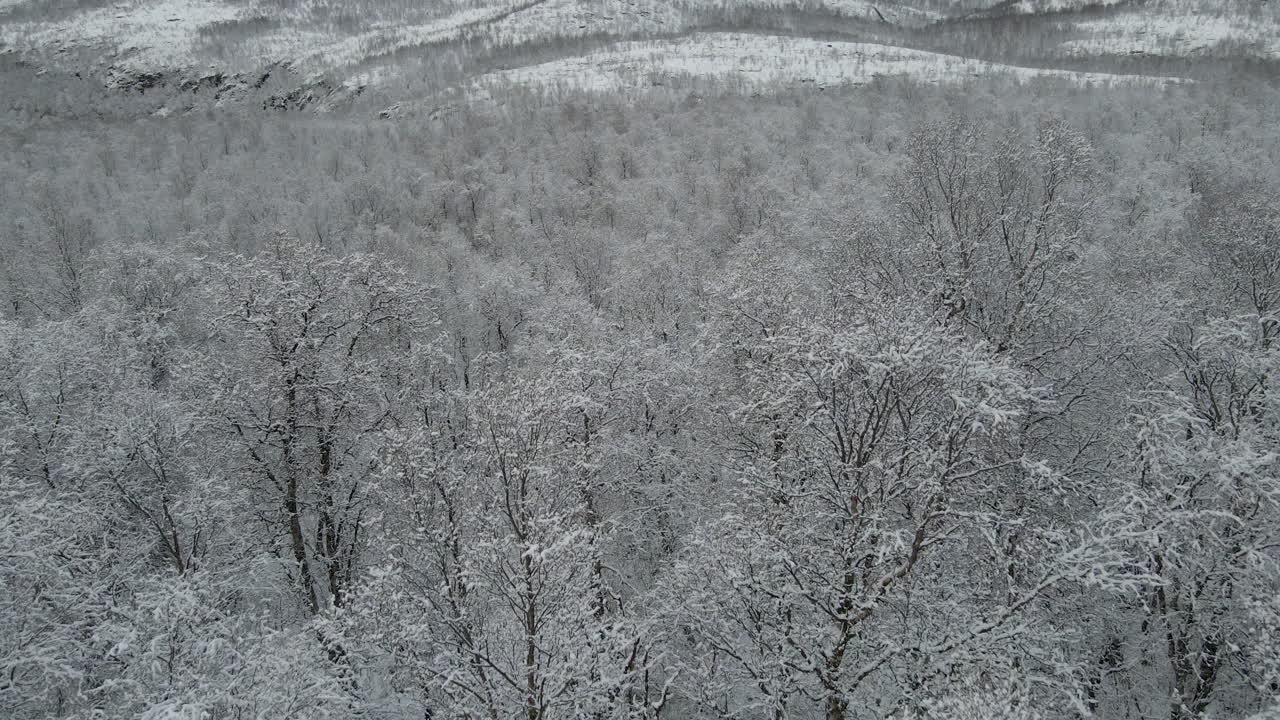 Slow flight along beautiful snow-covered treetops in pristine landscape