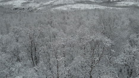 Slow-flight-along-beautiful-snow-covered-treetops-in-pristine-landscape