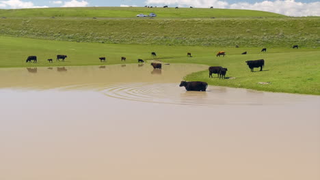 Herd-Of-Cows-Grazing-Near-Tranquil-Lake-On-Central-Valley-In-California,-United-States