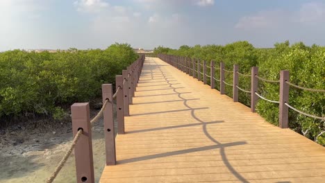 Canal-Natural-Khor-Agua-Salada-Purificar-Por-Manglares-Bosque-Mangroove-árbol-Hojas-Verdes-Hoja-Naturaleza-Hermoso-Paseo-De-Madera-Camino-Para-El-Turismo-Visitar-Qatar-Emiratos-Irán-Golfo-Arábigo-Mar-La-Playa