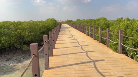 natural canal khor salt water purify by mangroves forest mangroove tree green leaves leaf nature beautiful wooden walk way for tourism visit qatar emirates iran persian arabian gulf sea the beach