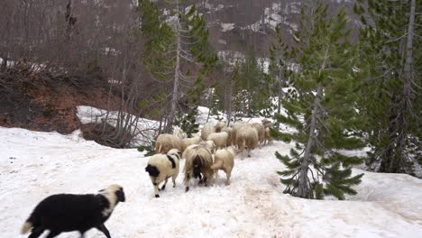 rebaño de ovejas que pasan por un camino estrecho a través del bosque de pinos silvestres en los alpes nevados