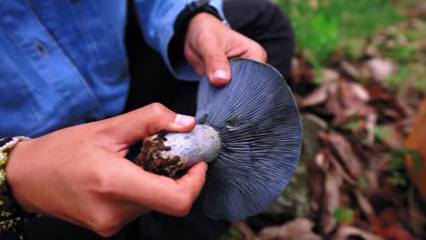 Woman-collecting-lactarius-indigo-mushroom-and-putting-into-basket