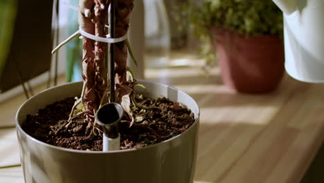 person watering plants