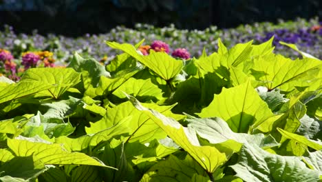 beautiful view of garden leaves with flowers in background, close up