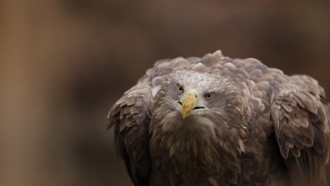 close-up of an eagle