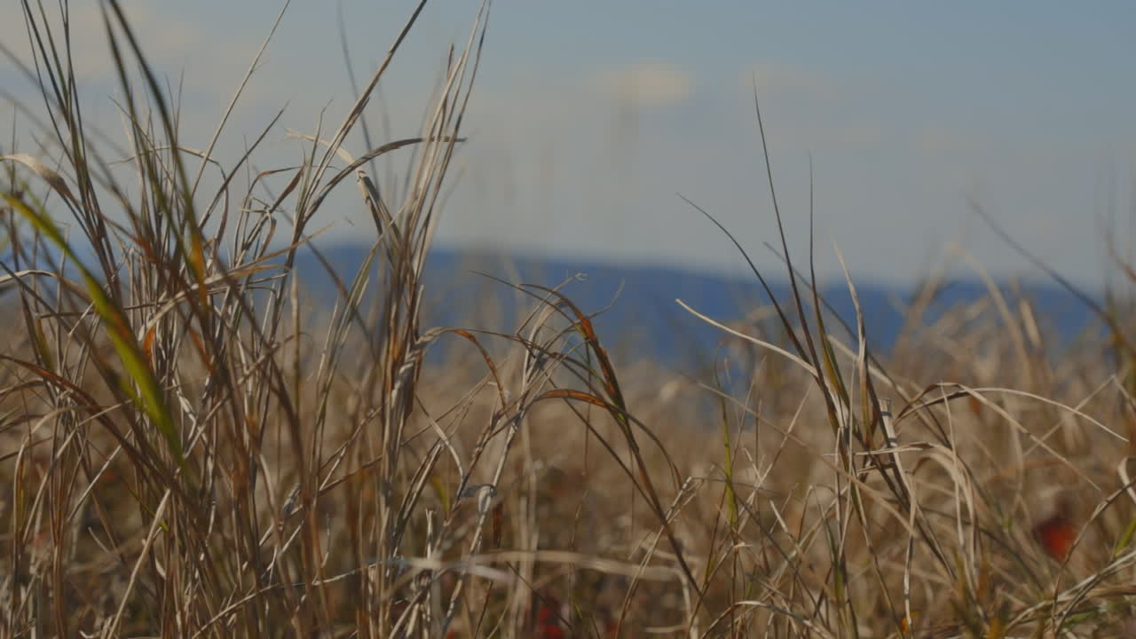 Grass at the top of the hill