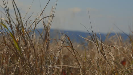 grass at the top of the hill