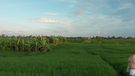 Mujer-En-Forma-Disfruta-De-Un-Paseo-Matutino-En-Los-Pintorescos-Campos-De-Arroz-De-Canggu