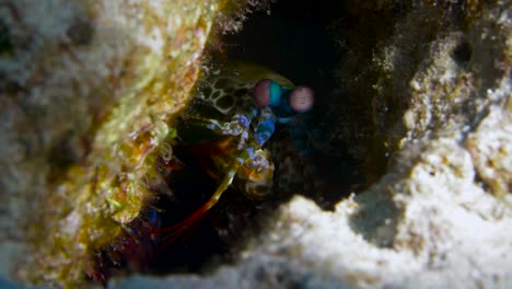 very active colorful mantis shrimp in a crevice