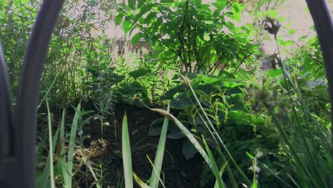 Lucious-greenery-in-the-foreground-with-people-walking-in-the-background-on-a-sunny-day