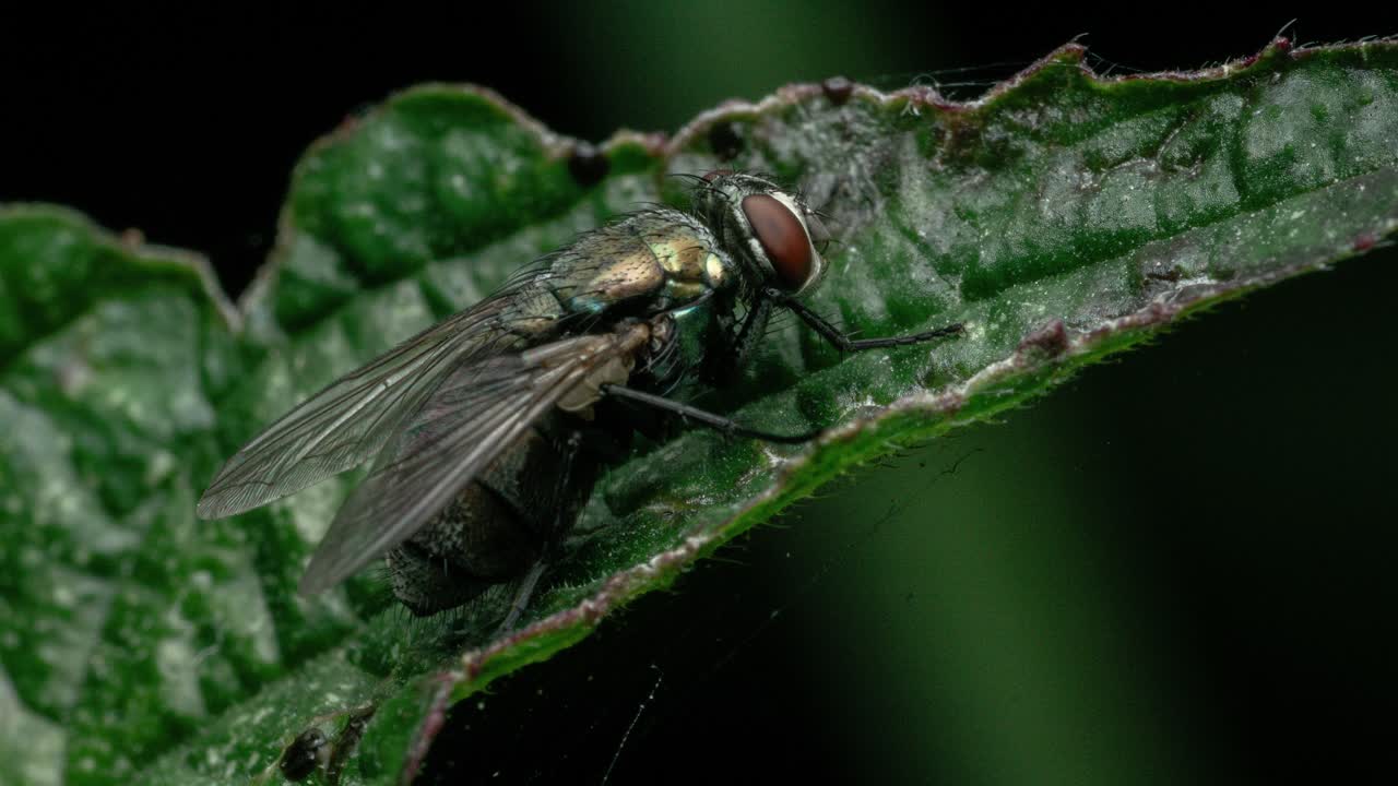 Fly rests on a green leaf, close-up, detailed view, calm nature moment
