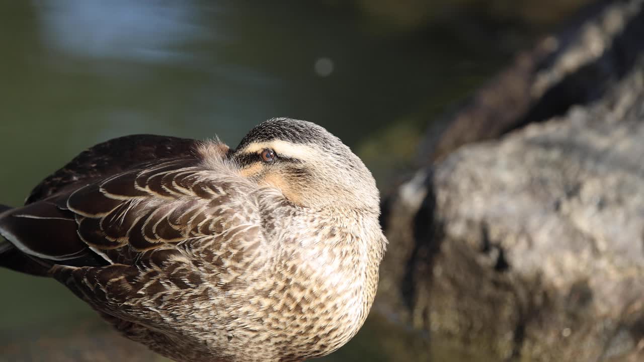 연못 에 있는 오리 가 몸 을 정리 하고 있다