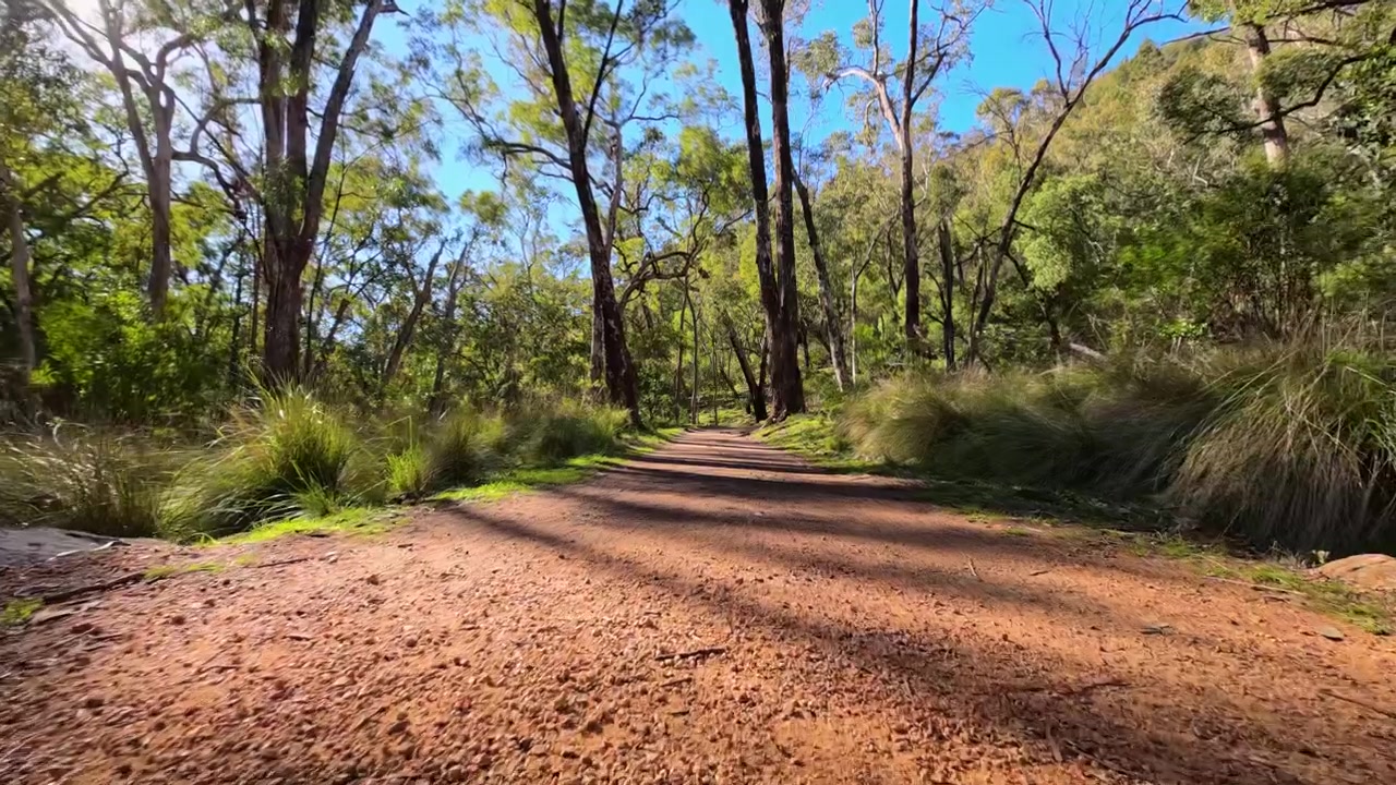 Movimento in avanti della telecamera lungo un sentiero escursionistico sterrato e soleggiato attraverso la boscaglia di eucalipti in Australia