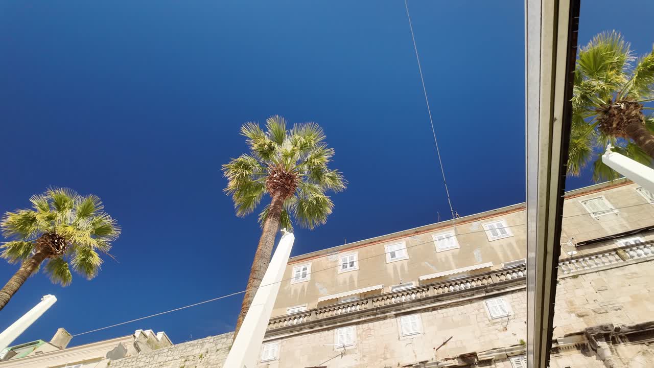 Guardando in alto le alte chiome di palma contro un cielo blu limpido, con un uccello in volo e un'architettura antica che incornicia la vista nel centro storico.