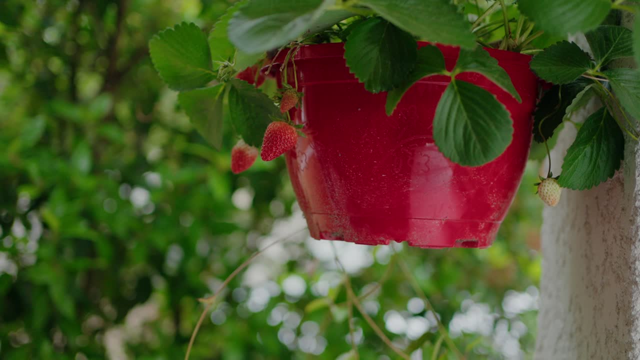 Primo piano di fragole che crescono in un vaso sospeso rosso su uno sfondo di foglie verdi.