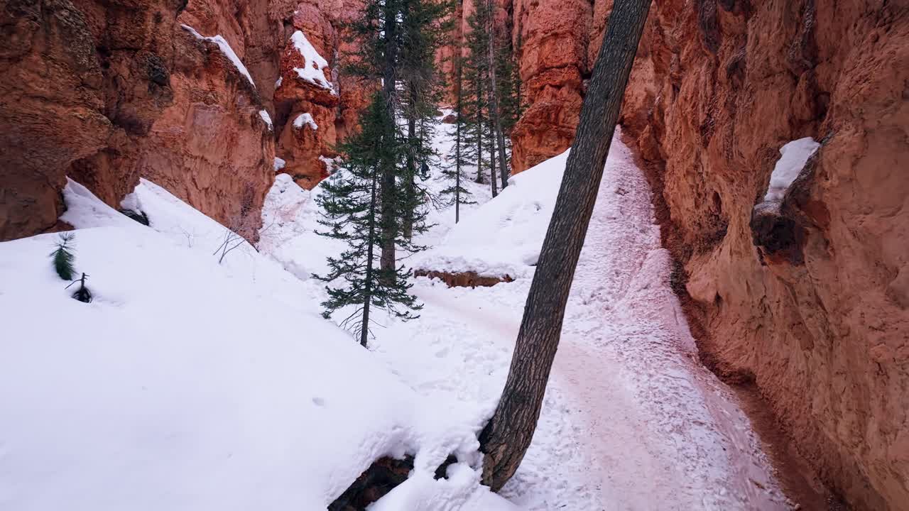 Lunta ja mäntyjä hoodoo-muodostelmien välissä talvella Bryce Canyonin kansallispuistossa, Utahissa.