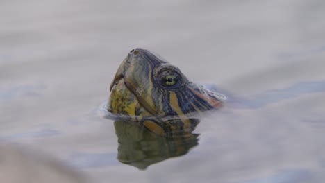 a wild d'orbigny's slider, trachemys dorbigni head peeks above the reflective water surface in its natural habitat, close up daylight shot