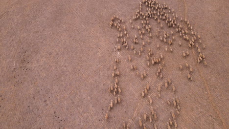 flock of sheep stick together as they run in same direction